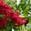 Vilmorinii Rowan Tree | Sorbus 1 Vilmorinii Rowan Tree | Sorbus -Outdoor Plant Store ORN0001 4