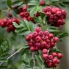 Pink Pagoda Rowan Tree | Sorbus Hupehensis -Outdoor Plant Store ORN0001 5