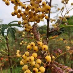 Joseph Rock Rowan Tree | Sorbus -Outdoor Plant Store ORN0003 1