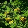 Joseph Rock Rowan Tree | Sorbus -Outdoor Plant Store ORN0003 6