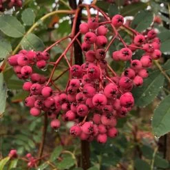 Pink Pagoda Rowan Tree | Sorbus Hupehensis -Outdoor Plant Store ORN0005 1