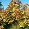 Scarlet Japanese Rowan Tree | Sorbus Commixta 'Embley' -Outdoor Plant Store ORN0007 1 a35dffad 26a8 46a4 91a1 07e949d62b89