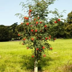 Mountain Ash Rowan Tree | Sorbus Aucuparia -Outdoor Plant Store ORN0009 6