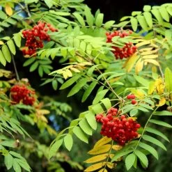 Mountain Ash Rowan Tree | Sorbus Aucuparia -Outdoor Plant Store ORN0009 7