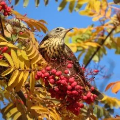 Mountain Ash Rowan Tree | Sorbus Aucuparia -Outdoor Plant Store ORN0010bird