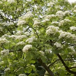 Mountain Ash Rowan Tree | Sorbus Aucuparia -Outdoor Plant Store ORN0010spring