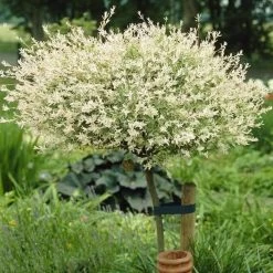 Flamingo Willow Tree | Salix Integra Hakuro Nishiki -Outdoor Plant Store ORN0014 3