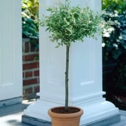 Flamingo Willow Tree | Salix Integra Hakuro Nishiki -Outdoor Plant Store ORN0014 4