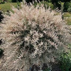 Flamingo Willow Tree | Salix Integra Hakuro Nishiki -Outdoor Plant Store ORN0014 5