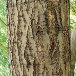 Golden Weeping Willow Tree | Salix Chrysocoma -Outdoor Plant Store ORN0015 5