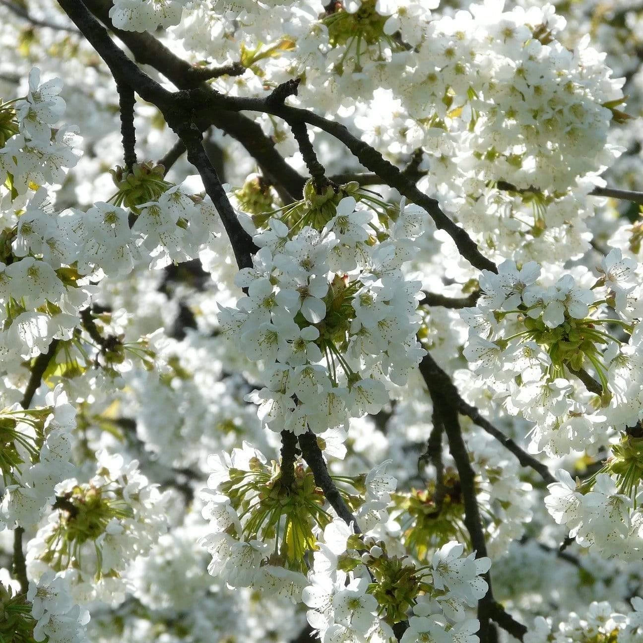 Weeping Yoshino Cherry Blossom Tree | Prunus Yedoensis 4 Weeping Yoshino Cherry Blossom Tree | Prunus Yedoensis - Image 2