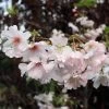 Pink Winter Flowering Cherry Tree | Prunus X Subhirtella 'Autumnalis Rosea' -Outdoor Plant Store ORN0030 1