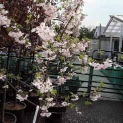 Pink Winter Flowering Cherry Tree | Prunus X Subhirtella 'Autumnalis Rosea' 9 Pink Winter Flowering Cherry Tree | Prunus X Subhirtella 'Autumnalis Rosea' -Outdoor Plant Store ORN0030 2