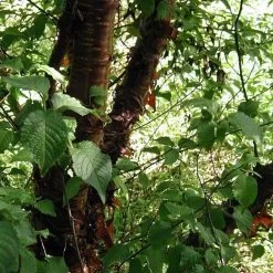 Multi Stem Tibetan Cherry Tree | Prunus Serrula -Outdoor Plant Store ORN0034 4 457f60d6 746c 4a68 a6a8 5139ee4b2b53