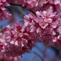 Small Pink Cherry Blossom Tree | Prunus 'Okame' -Outdoor Plant Store ORN0044 3
