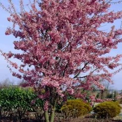 Small Pink Cherry Blossom Tree | Prunus 'Okame' -Outdoor Plant Store ORN0044 4