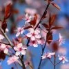 Black Cherry Plum Tree | Prunus Cerasifera 'Nigra' -Outdoor Plant Store ORN0047 1