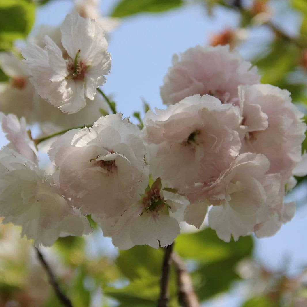 Blushing Bride Cherry Blossom Tree | Prunus 'Shogetsu' 3 Blushing Bride Cherry Blossom Tree | Prunus 'Shogetsu'