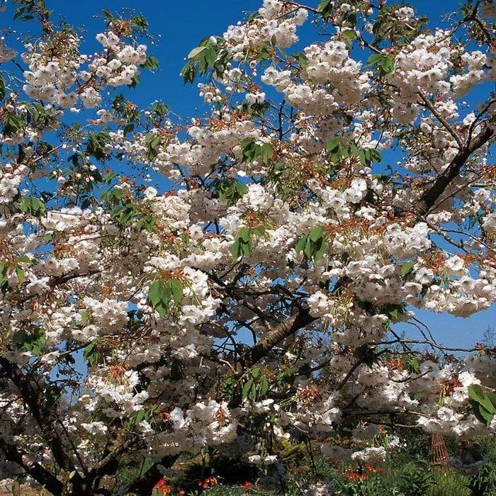 Blushing Bride Cherry Blossom Tree | Prunus 'Shogetsu' 4 Blushing Bride Cherry Blossom Tree | Prunus 'Shogetsu' - Image 2