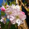 Japanese Cherry Blossom Tree | Prunus Shirofugen -Outdoor Plant Store ORN0053 1