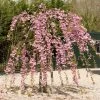 Cheal's Weeping Cherry Blossom Tree | Prunus Kiku Shidare Zakura 2 Cheal's Weeping Cherry Blossom Tree | Prunus Kiku Shidare Zakura -Outdoor Plant Store ORN0058 9