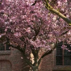 Japanese Cherry Blossom Tree | Prunus Serrulata 'Kanzan' -Outdoor Plant Store ORN0060 2