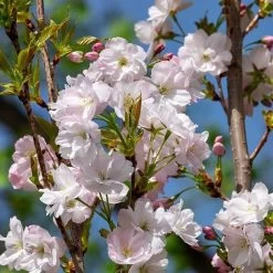Flagpole Cherry Blossom Tree | Prunus Amanogawa -Outdoor Plant Store ORN0063 3