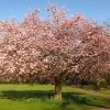 Accolade Pink Cherry Blossom Tree -Outdoor Plant Store ORN0064 6