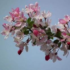 'Sun Rival' Crabapple Tree -Outdoor Plant Store ORN0069 2