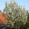John Downie Crabapple Tree -Outdoor Plant Store ORN0073 1