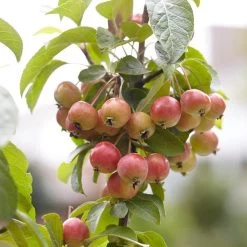 Japanese Crabapple Tree | Malus Floribunda -Outdoor Plant Store ORN0074 3