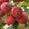 'Jelly King' Crabapple Tree 1 'Jelly King' Crabapple Tree -Outdoor Plant Store ORN0096 2