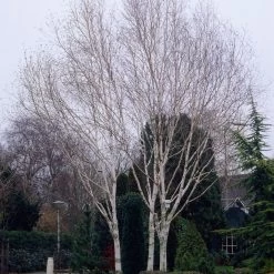 Himalayan Birch Tree | Betula Utilis Jacquemontii -Outdoor Plant Store ORN0102 1