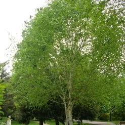 Himalayan Birch Tree | Betula Utilis Jacquemontii -Outdoor Plant Store ORN0102 2