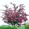 Double Pink Hawthorn Tree | Crataegus Laevigata 'Rosea Flore Pleno' 2 Double Pink Hawthorn Tree | Crataegus Laevigata 'Rosea Flore Pleno' -Outdoor Plant Store ORN0190 1