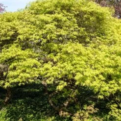 Green Weeping Japanese Maple Tree | Acer Palmatum 'Dissectum'