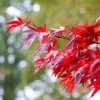 Red Japanese Maple Tree | Acer Palmatum 'Fireglow' -Outdoor Plant Store ORN0198 1