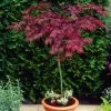 Red Weeping Japanese Maple Tree | Acer Palmatum 'Garnet' -Outdoor Plant Store ORN0200 1