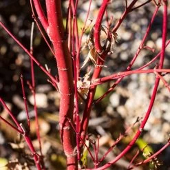 Coral Bark Japanese Maple Tree | Acer Palmatum 'Sangokaku' -Outdoor Plant Store ORN0204 6