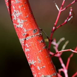 Coral Bark Japanese Maple Tree | Acer Palmatum 'Sangokaku' -Outdoor Plant Store ORN0204 7
