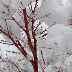 Coral Bark Japanese Maple Tree | Acer Palmatum 'Sangokaku' -Outdoor Plant Store ORN0204 8