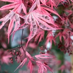 Variegated Japanese Maple Tree | Acer Palmatum 'Shirazz' -Outdoor Plant Store ORN0206 4