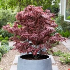 Purple Japanese Maple Tree | Acer Palmatum 'Atropurpureum' -Outdoor Plant Store ORN0207 3