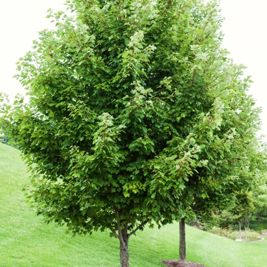 Canadian Red Maple Tree | Acer Rubrum 5 Canadian Red Maple Tree | Acer Rubrum - Image 3