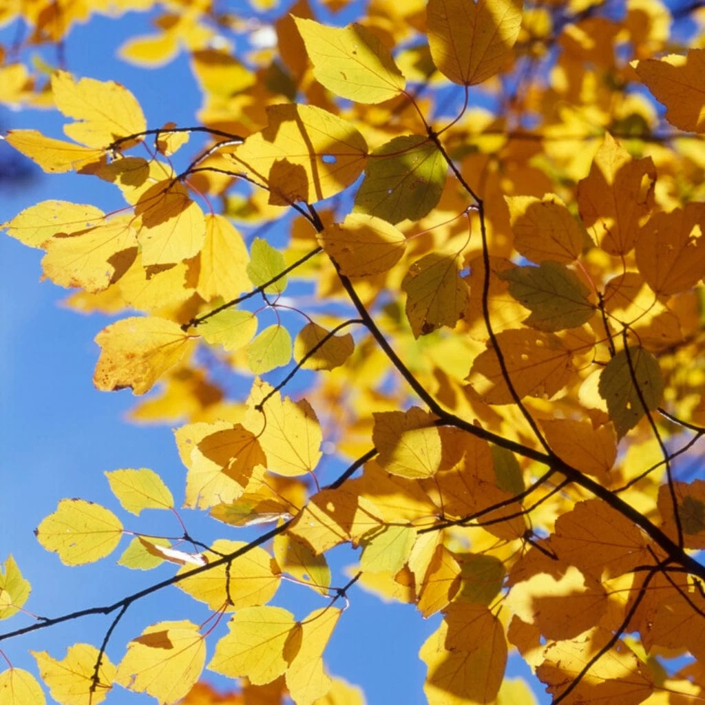 Canadian Red Maple Tree | Acer Rubrum 4 Canadian Red Maple Tree | Acer Rubrum - Image 2