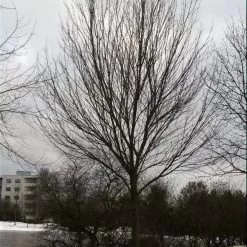 Canadian Red Maple Tree | Acer Rubrum 13 Canadian Red Maple Tree | Acer Rubrum -Outdoor Plant Store ORN0212 3