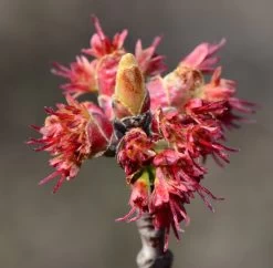 Canadian Red Maple Tree | Acer Rubrum 17 Canadian Red Maple Tree | Acer Rubrum -Outdoor Plant Store ORN0212 7
