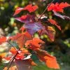 Canadian Red Maple Tree | Acer Rubrum 'Fairview Flame' -Outdoor Plant Store ORN0213 1