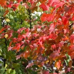 Canadian Red Maple Tree | Acer Rubrum 'Fairview Flame' -Outdoor Plant Store ORN0213 3