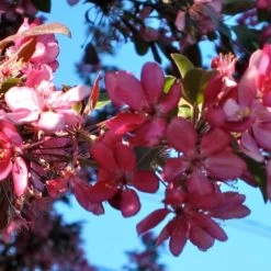 'Profusion Improved' Crabapple Tree | Malus Moerlandsii -Outdoor Plant Store ORN0216 3